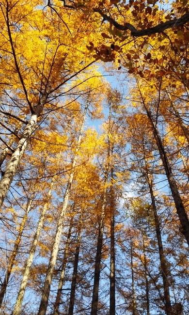 낙엽송,가을,추색,감성,나무줄기,plant,숲,가을,계절,fall,autumn,season,식물,자연,plants,nature,나무,trees,wood,tree,tree trunk,나무 줄기