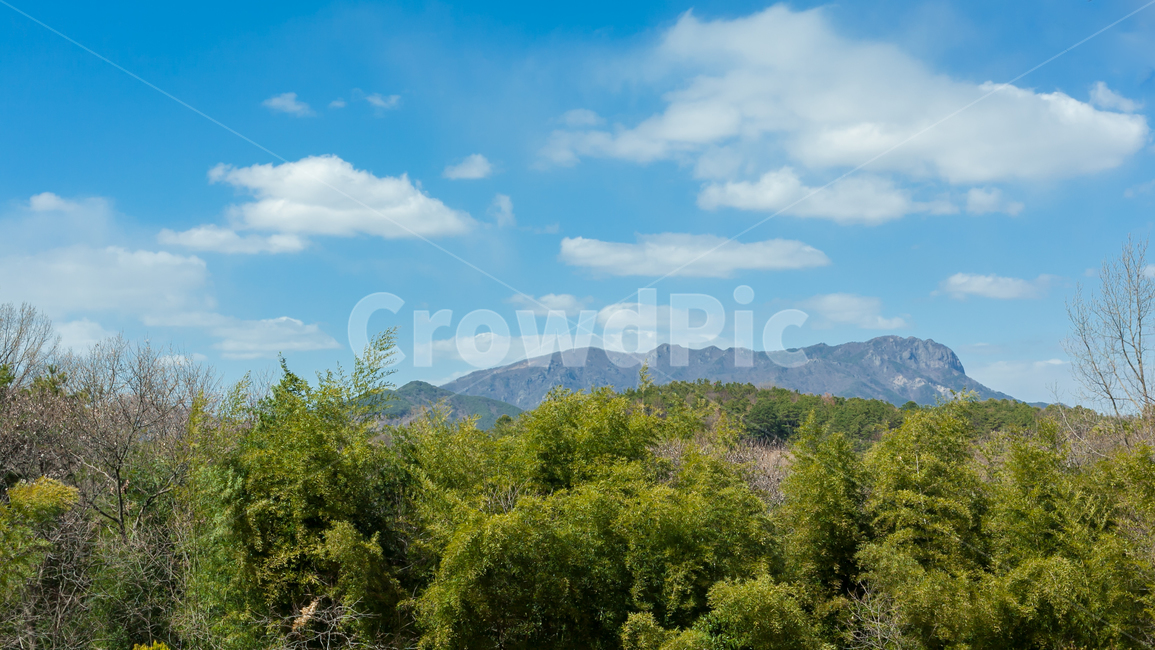 산,나무,plant,식물,tree,nature,자연,outdoors,한국자연풍경,한국자연경관,korea nature landscape