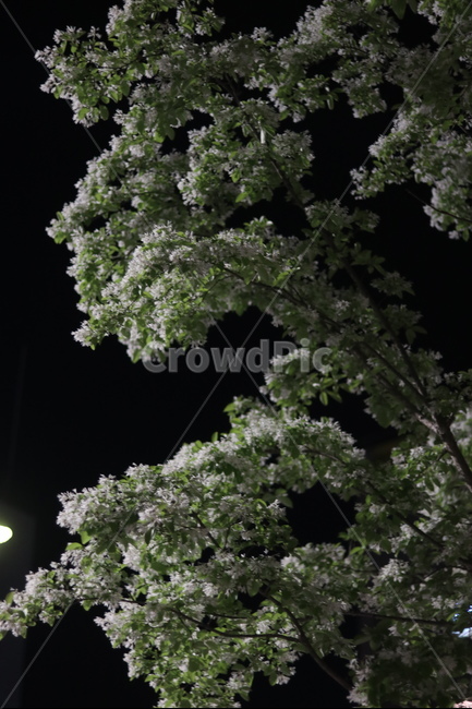 이팝나무꽃,밤,흰색,쌀모양,봄,야경,밤,풍경,nightscape,night,landscape,식물,자연,plants,nature,꽃,flower