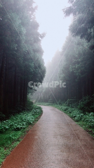 제주도,산림,비자림,길,나무,자연,풍경,nature,landscape,tree,plant,식물