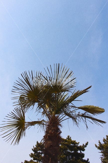 야자수,나무,tree,plant,식물