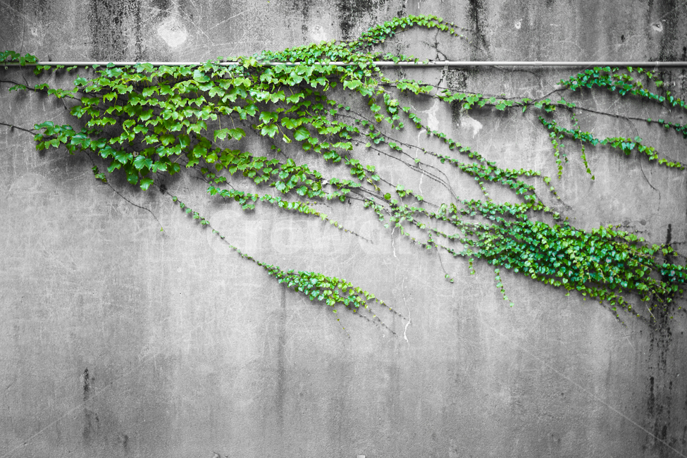 서울숲,공원,green,흑백사진,초록색,녹색,blackandwhite,식물,자연,plants,nature,흑백,모노톤,monochrome,black and white