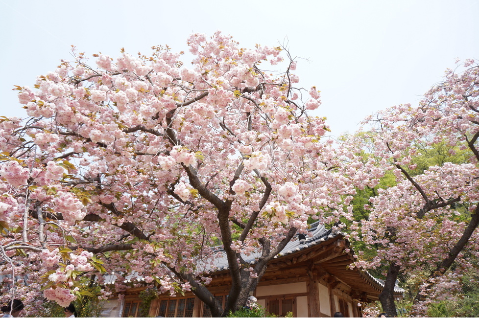 겹벚꽃,개심사,핑크,꽃,봄,풍경,봄,계절,spring,season,한국전통,한국문화,korean traditional,korean culture,식물,자연,plants,nature,꽃,flower,plant,blossom