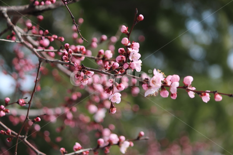 꽃,홍매화,자연,매화,꽃망울,봄,계절,spring,season,식물,자연,plants,nature,꽃,flower,plant