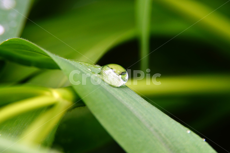자연,nature,물방울,이슬,아침,아침이슬,풀,풀잎,식물,plants,raindrop,dropofwater,waterdroplet,steam,closeup,클로즈업,macro,메크로,마크로,접사,풍경,landscape,감성사진,감성,식물,자연,plants,nature