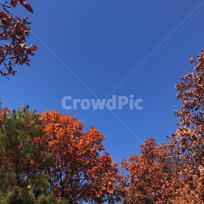 하늘,나무,단풍,풍경,감성사진,가을,계절,fall,autumn,season,tree,plant,식물,leaf,잎