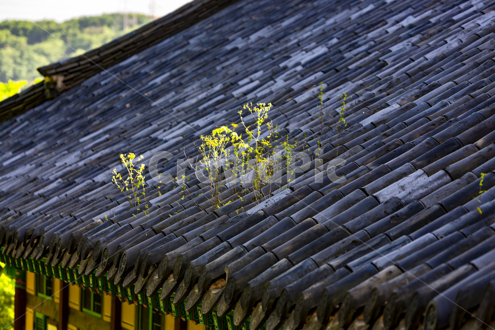 기와,기와지붕,고택,한옥,전통기와,전통건축물,감성,식물,자연,plants,nature,꽃,flower