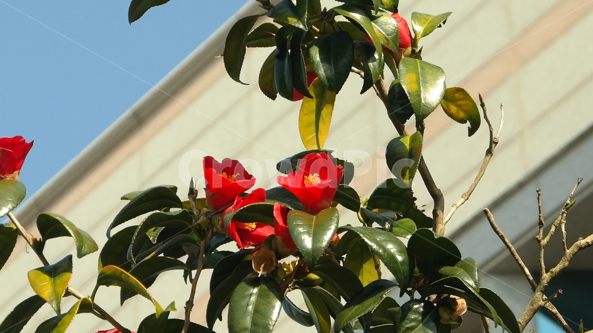 동백꽃,꽃,flower,plant,식물,감성,자연,하늘,빨간꽃,동백,camelliaflower