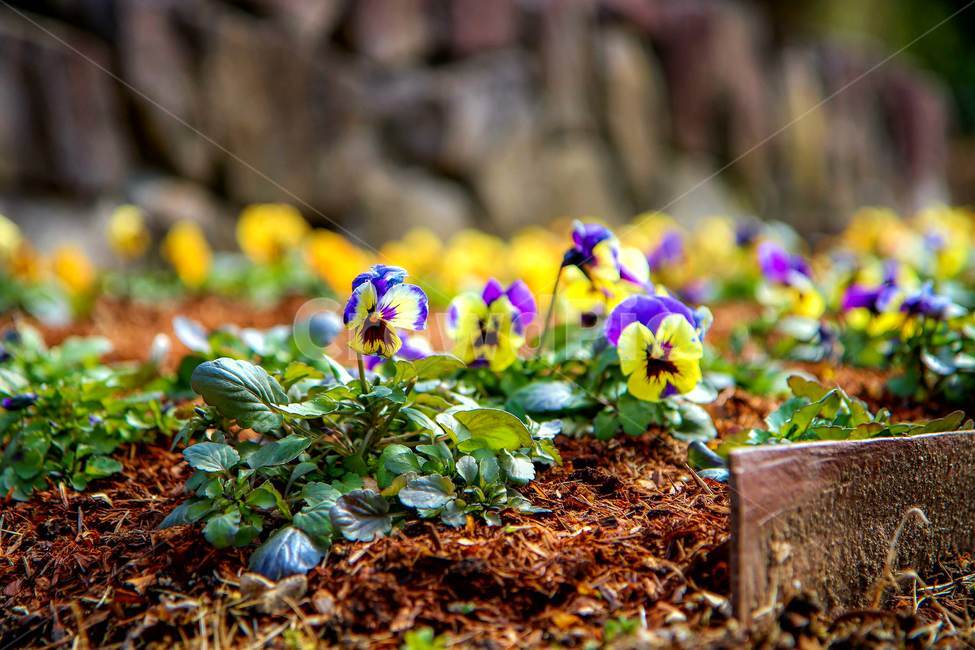 꽃,식물,자연,겨울,배경,색감,식물,자연,plants,nature,꽃,flower