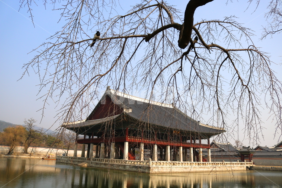 새,조류,까치,자연,나무,나뭇가지,경복궁,경회루,풍경,겨울,한국전통,한국문화,korean traditional,korean culture,동물,animal,조류,새,birds,건축물,건물외관,exterior,building,structure,architecture,construction