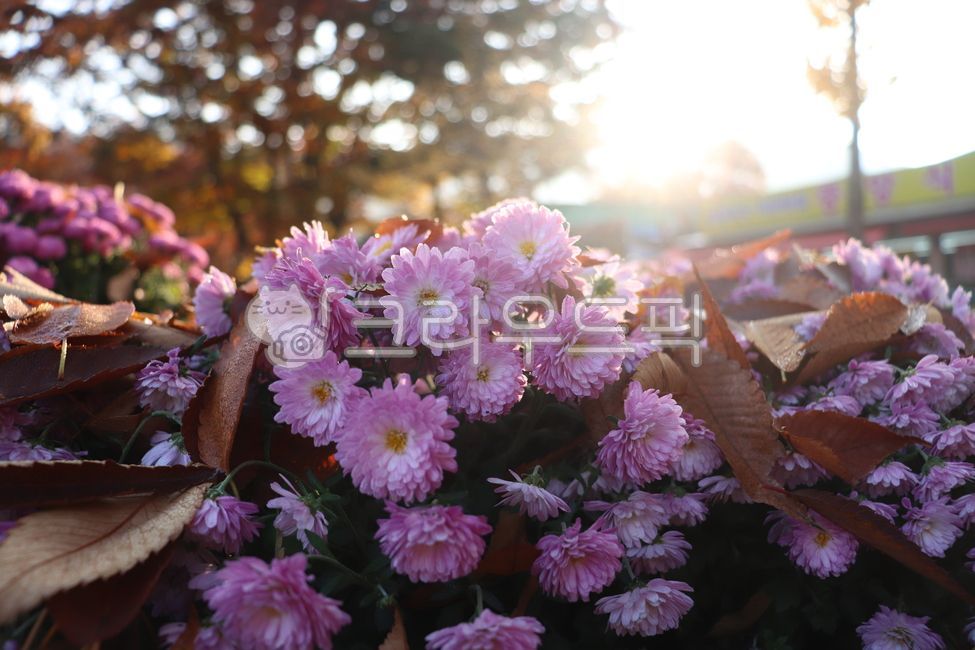 purple chrysanthemum,small country,Chrysanthemum,autumn chrysanthemum,flower