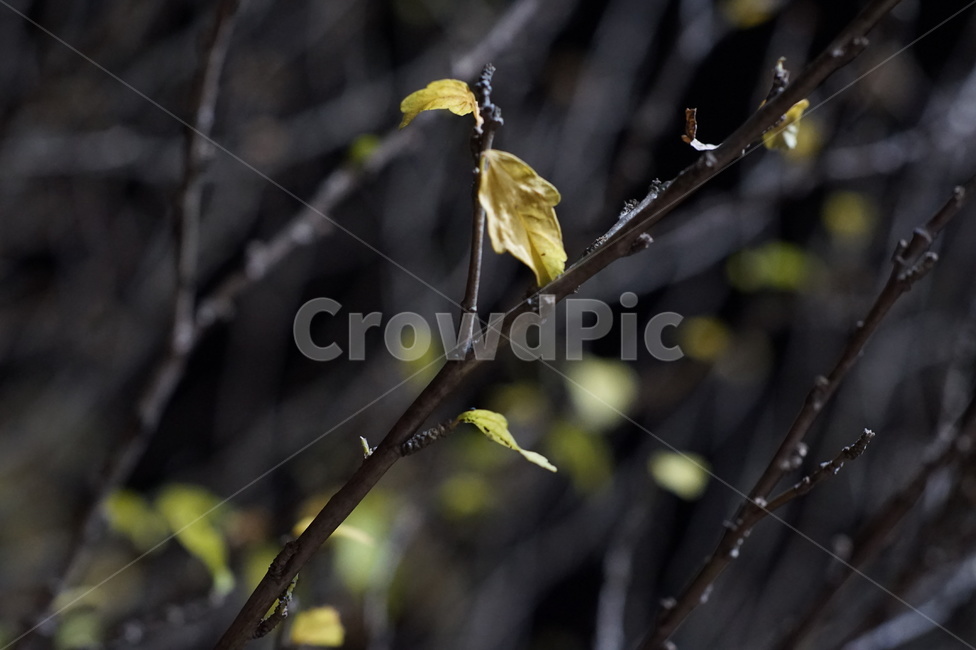 plant,식물,leaf,잎,가을,식물,자연,plants,nature