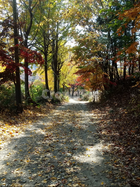 단풍,낙엽,바위,나무,물,자연,옥외,outdoors,road,water,nature,leaf,등산로,산책로,길,가을,풍경,가을,계절,fall,autumn,season,ground,바닥,tree,plant,식물,잎