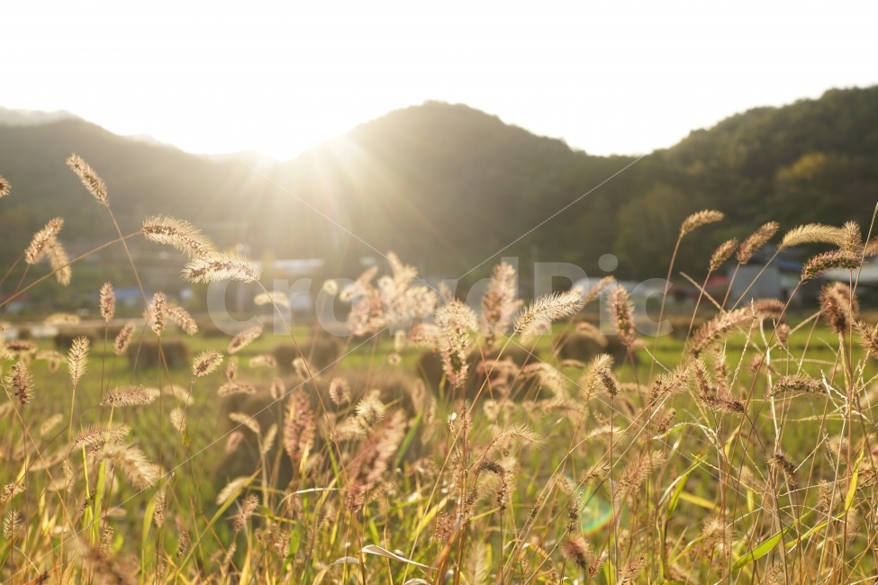 가을,강아지풀,한국,논,노을,풍경,햇빛,야외,풀,식물,자연,풍경,nature,landscape,한국자연풍경,한국자연경관,korea nature landscape,감성,sensible,feeling,휴식,힐링,rest,relaxation,healing,grass,잔디,plant,flare,플레어,light,빛