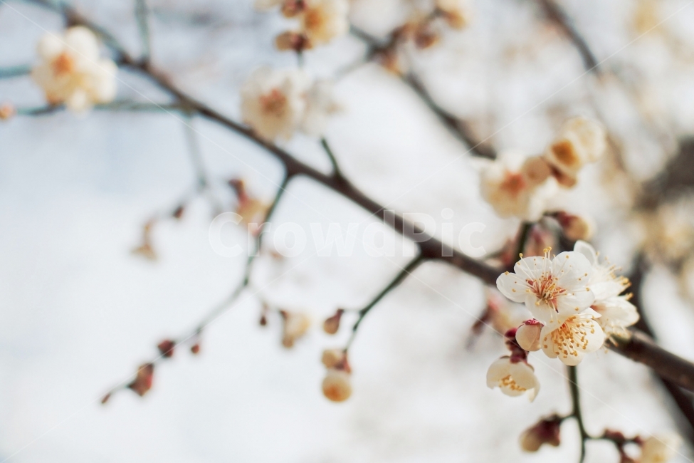 매화,꽃,봄,나무,아웃포커싱,봄,계절,spring,season,식물,자연,plants,nature,꽃,flower,감성,sensible,feeling,plant