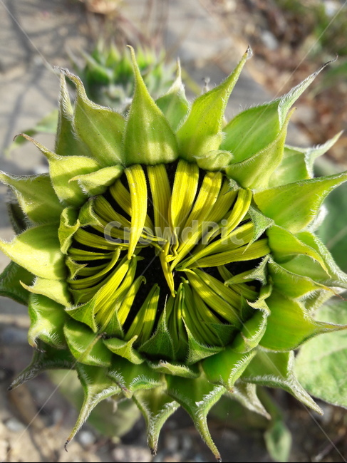 해바라기꽃망울,해바라기꽃봉우리,sunflowerbud,flowerbud,꽃망울,해바라기,향일화,조일화,황금꽃,태양의꽃,식물,plant,식물,자연,plants,nature,꽃,flower