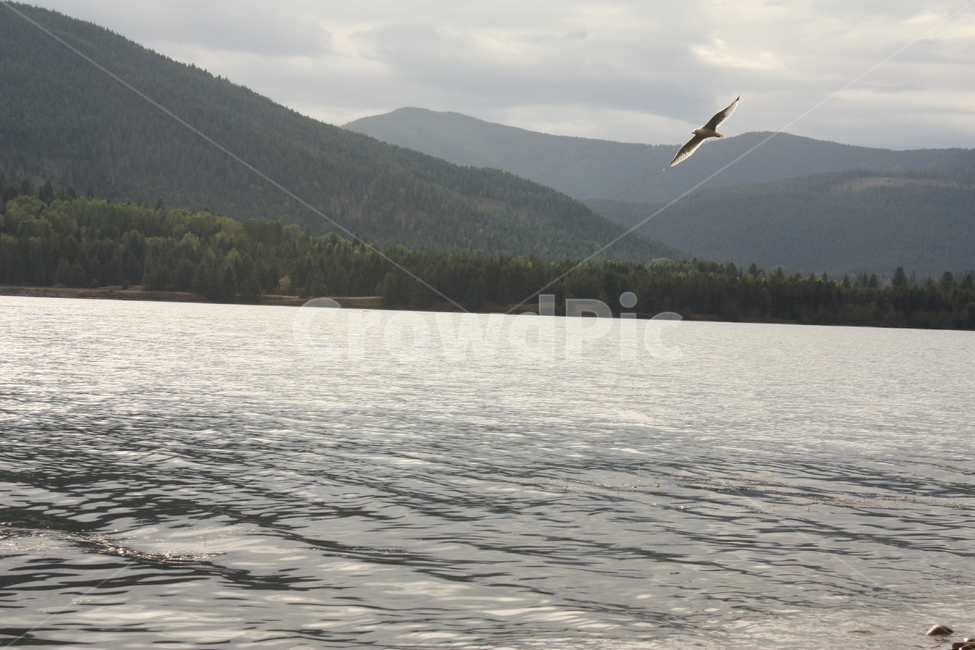 animal,동물,bird,새,갈매기,풍경,자연,자연,풍경,nature,landscape