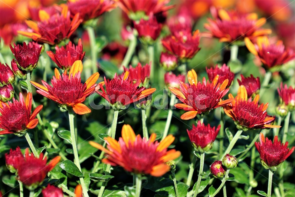 가을,국화,꽃,자연,식물,nature,계절,fall,autumn,season,flower,식물,자연,plants,nature,꽃,flower