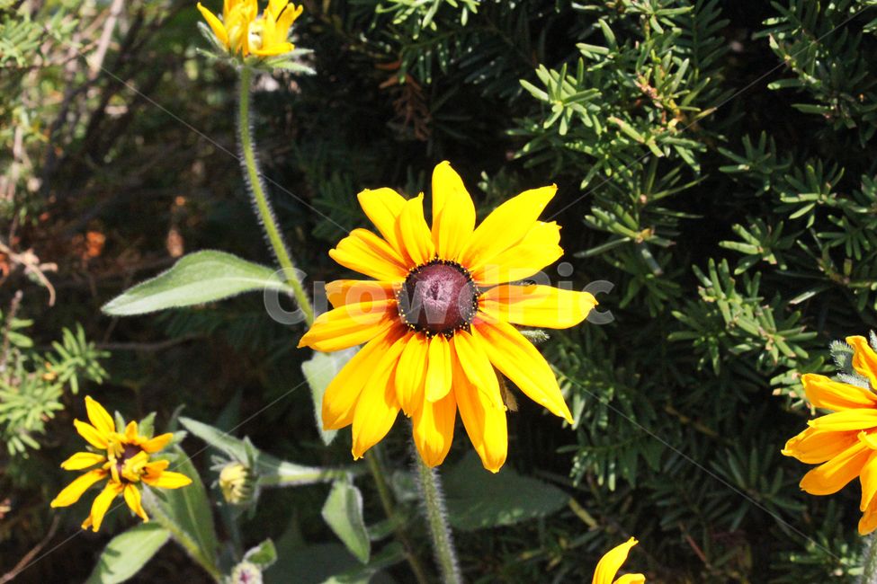 꽃,해바라기,노란색,식물,자연,flower,sunflower,yellow,plant