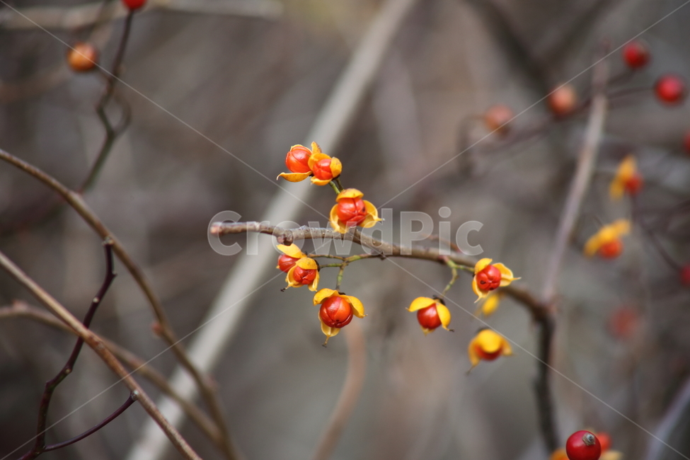 열매,종자,번식,노박덩굴,theorientalbittersweet,식물,자연,plants,nature,과일,열매,fruit