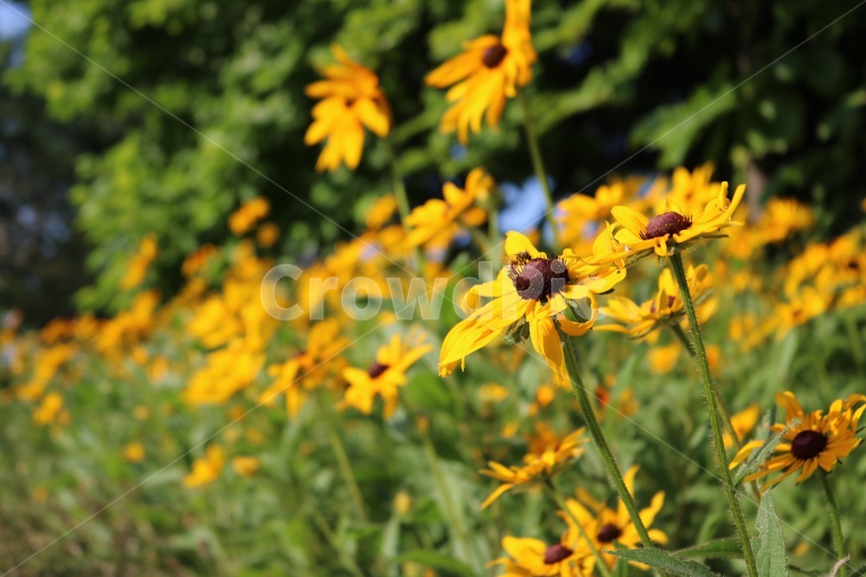 꽃,식물,햇빛,노랑,초록,자연,flower,plants,sunshine,sunlight,yellow,nature,hana,shokubutsu,hizashi,kiiro,midori,green,나무,tree,ki,식물,자연,plants,nature,꽃,flower
