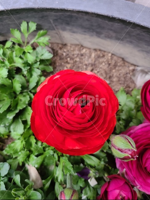 장미,붉은장미,꽃,flower,식물