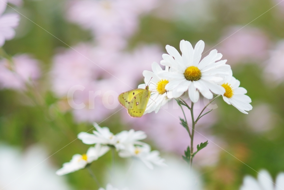 구절초,가을꽃,가을,나비,노랑나비,꽃밭,꽃,flowers,식물,자연,plants,nature,꽃,flower,동물,animal,곤충,벌레,insect,bug,감성,sensible,feeling