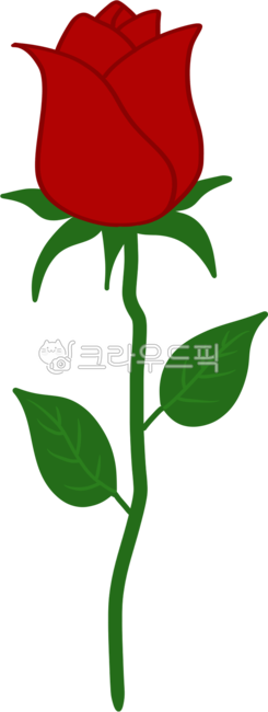 장미,빨간장미,장미한송이,성년의날,장미꽃,붉은장미,rose,flower,꽃,한송이꽃,꽃한송이