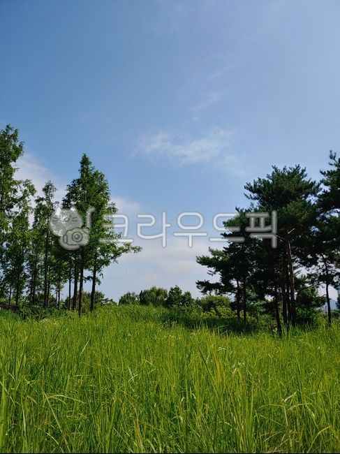 나무, 들판, 초록, 봄, field, 사진,이미지,일러스트,캘리그라피 - lai작가