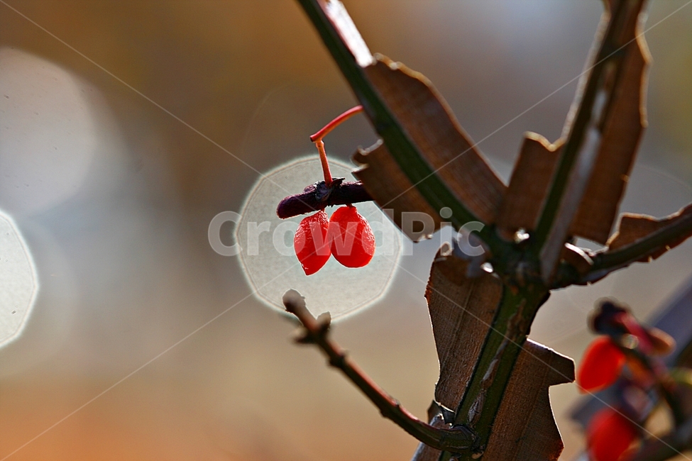 가을,식물,자연,잡초,배경,식물,자연,plants,nature,과일,열매,fruit