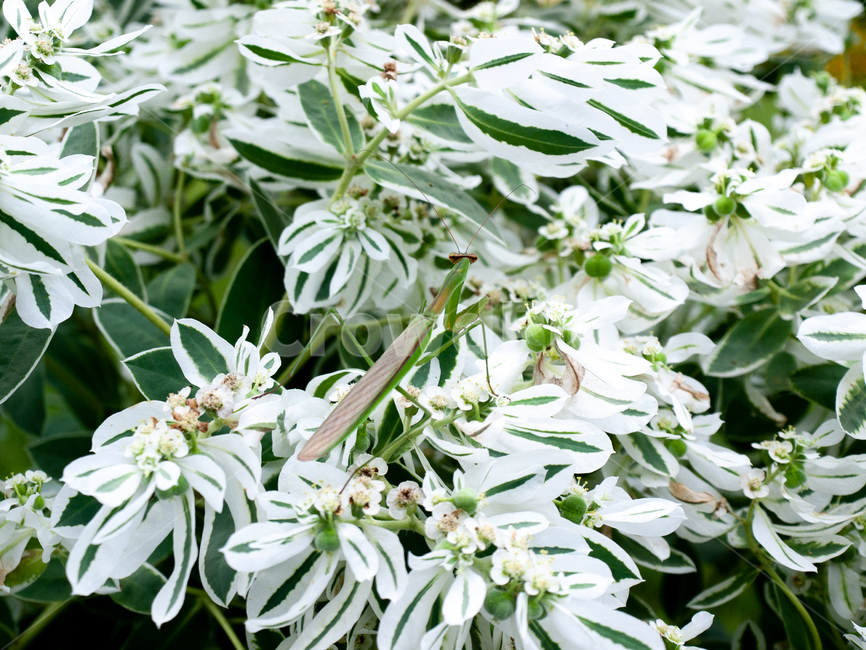 사마귀,곤충,설악초,식물,자연,식물,자연,plants,nature,꽃,flower,동물,animal,곤충,벌레,insect,bug