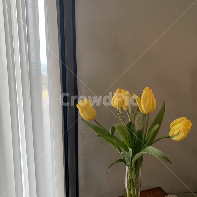 튤립,봄꽃,노랑꽃,꽃,노란튤립,실내용화초,화분,화초,house plant