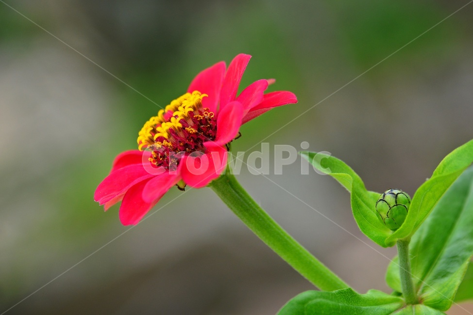 plant,식물,백일초,백일홍,꽃,꽃잎,백일홍꽃