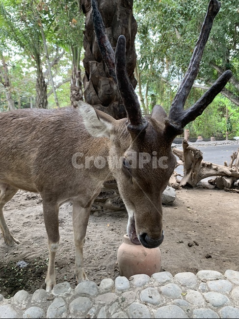 사슴,deer,동물,animal,zoo,동물원