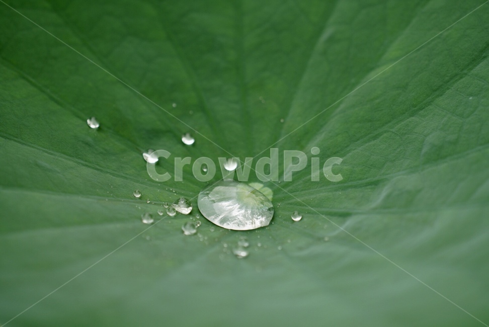 식물,물방울,연꽃,계절,여름,rain,leaf,summer,flower,plants,식물,자연,plants,nature