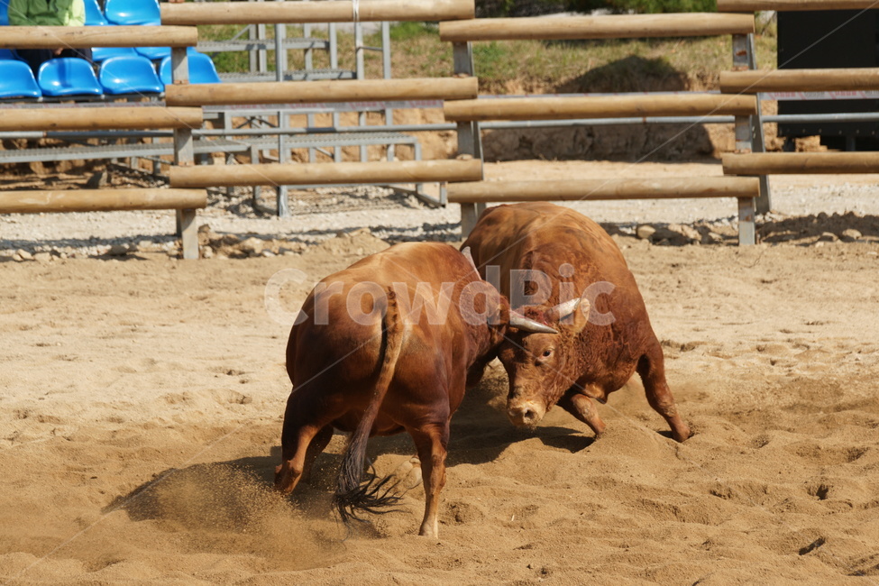 소싸움,보은군,대결,동물,가축,동물,animal,포유류,mammal