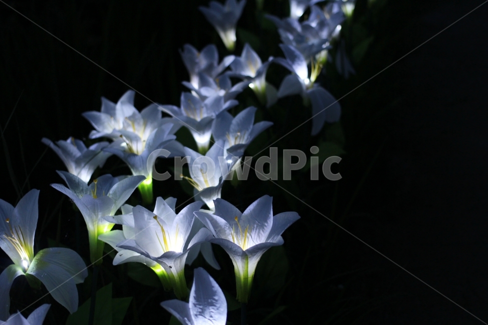 LED,조명,조화,빛,야경,light,꽃,flower,불빛,야경,밤,풍경,nightscape,night,landscape,꽃,flower,plant,식물,blossom,iris,아이리스