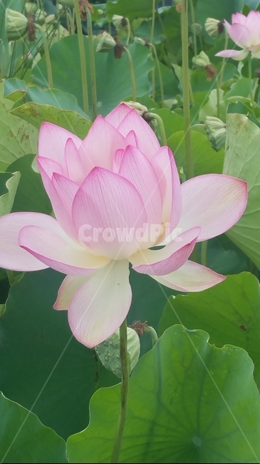 연꽃,꽃,핑크,자연,플라워,flower,초록
