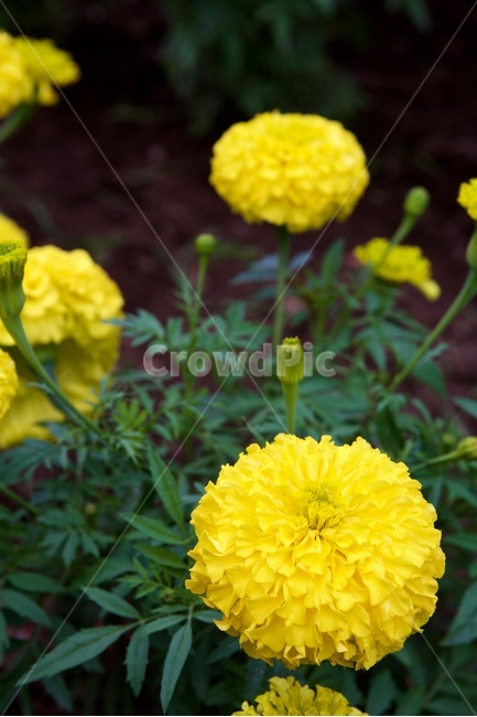 메리골드,marigold,꽃,국화과,노란꽃,식물,자연,plants,nature,꽃,flower