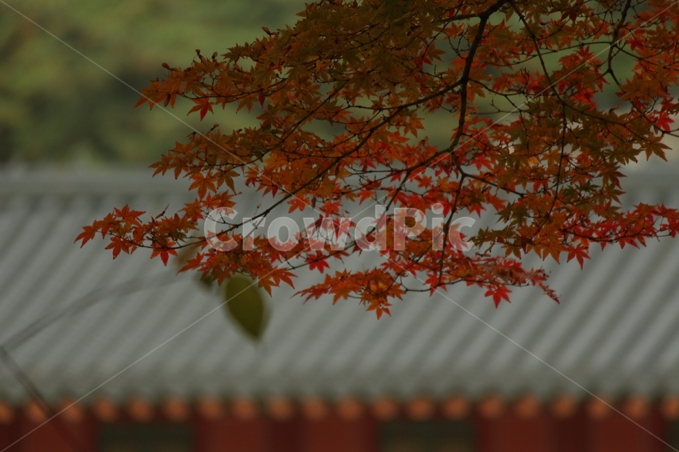 기와,단풍,고궁,경치,가을,가을단풍,가을,계절,fall,autumn,season,한국전통,한국문화,korean traditional,korean culture,leaf,잎,plant,식물,tree,나무,maple