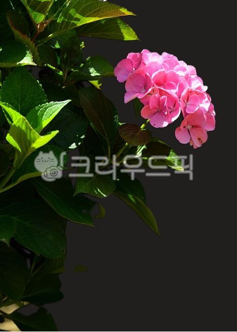 수국,수국꽃,분홍수국,여름꽃,수국정원