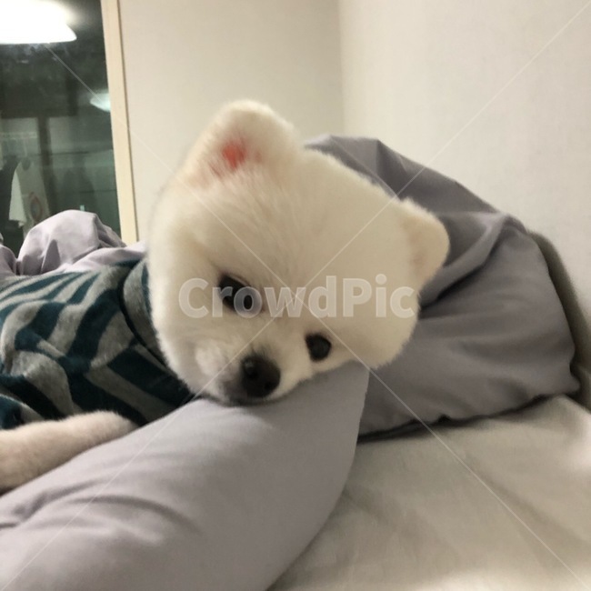 포메라니안,포메,강아지,dog,화이트포메라니안,화이트포메