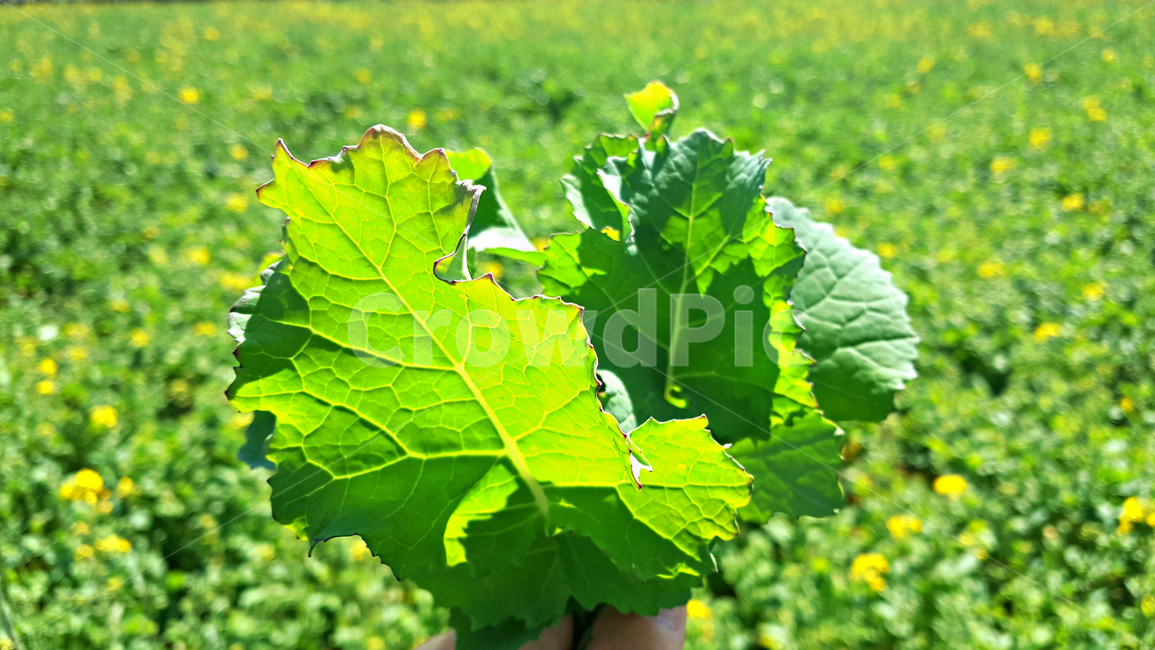 유채,유채잎,잎,leaf,식물,plant