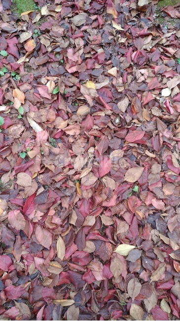 ground,바닥,leaf,잎,plant,식물,낙엽