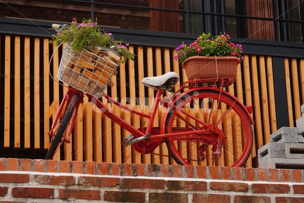 자전거,꽃,장식,식물,flower,bicycle
