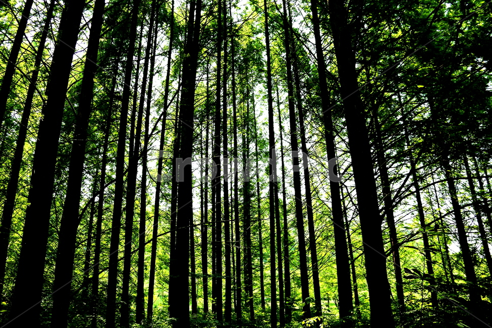 숲,나무,식물,풍경,자연,자연,풍경,nature,landscape,식물,plants,나무,trees,wood,휴식,힐링,rest,relaxation,healing,plant