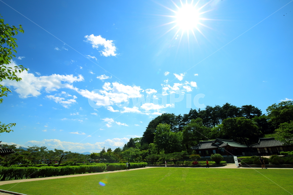 태양,여름,잔디밭,푸른하늘,풍경,선교장,자연,풍경,nature,landscape,한국자연풍경,한국자연경관,korea nature landscape,한국전통,한국문화,korean traditional,korean culture,grass,잔디,plant,식물