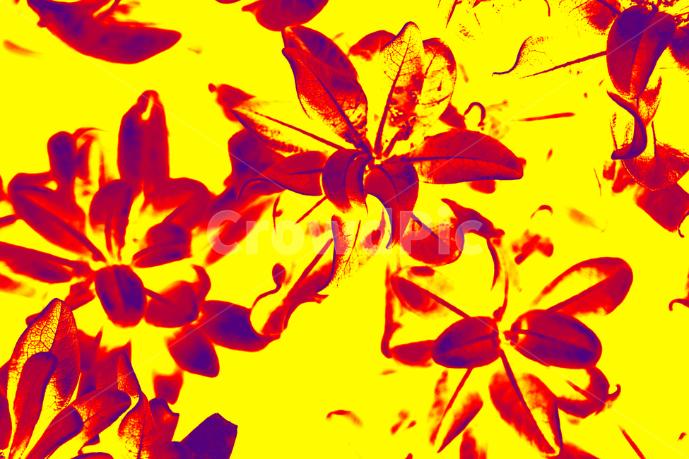 close up,fancy,color,beauty,nature,plant background,yellow,beautiful flower,flowerbackground,flower,red flower,leaves background,background,flower background,Wallpapers,colorful,redflower