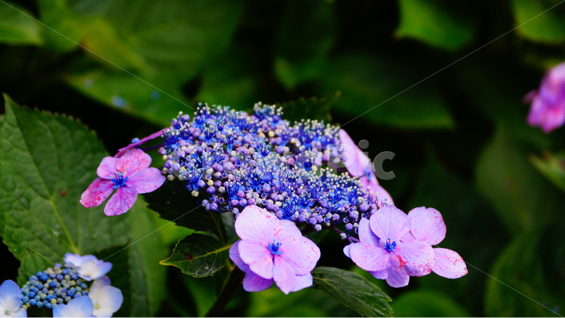 수국,산수국,꽃,꽃사진,태종대,식물,식물,자연,plants,nature,꽃,flower