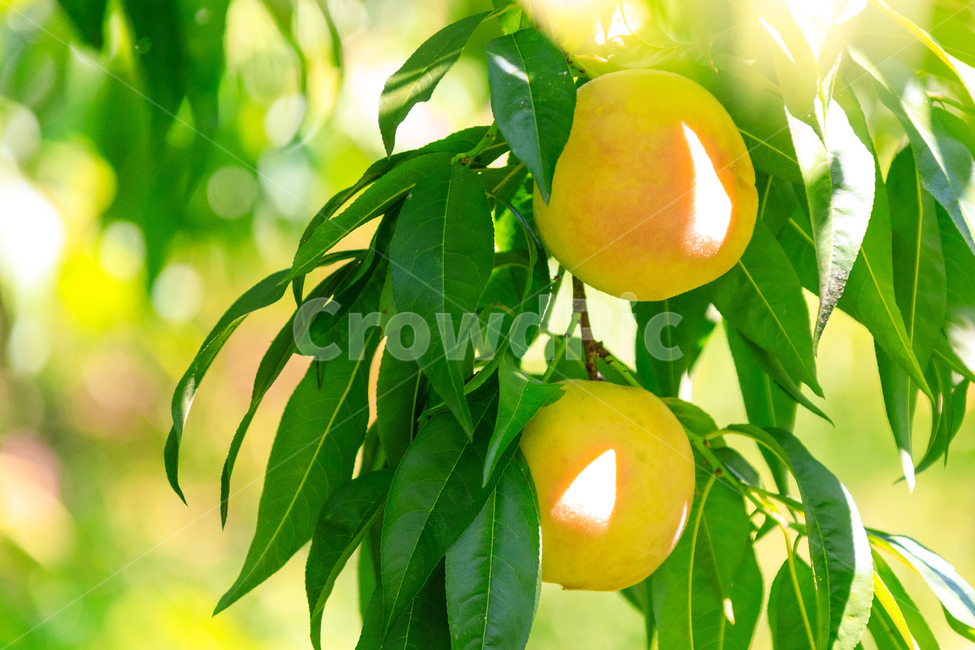 복숭아,과수원,식품,과일,수확,가을,익은,농업,식물,자연,plants,nature,과일,열매,fruit